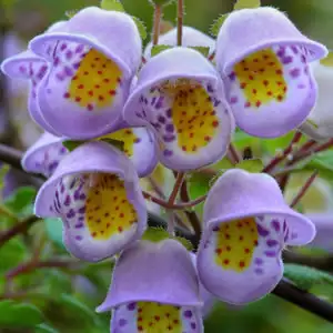 Jovellana Violacea Jovellana Violacea